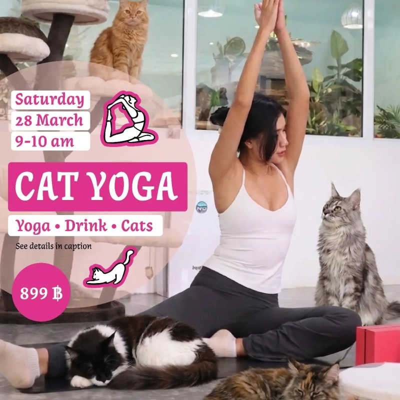 Cat Yoga