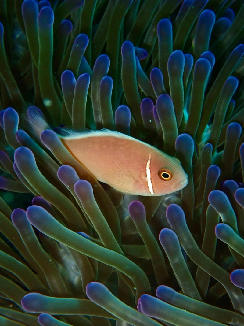 Snorkeling - Marine & Biology