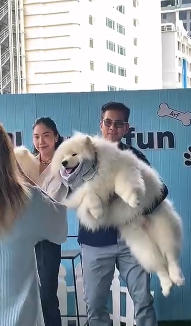Animal Are Fun Sunday Brunch