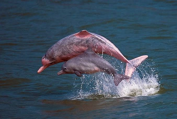 Pink Dolphin Initiation Journey