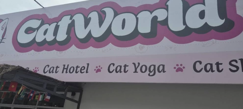 Cat café by CatWorld
